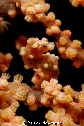 My first Pygmy EVER!!!!! :))
Taken in Anilao with Canon ... by Patrick Neumann 